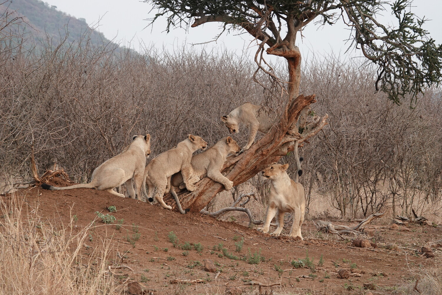 Pack of lions climbing and resting on a rocky outcrop in arid savanna landscape