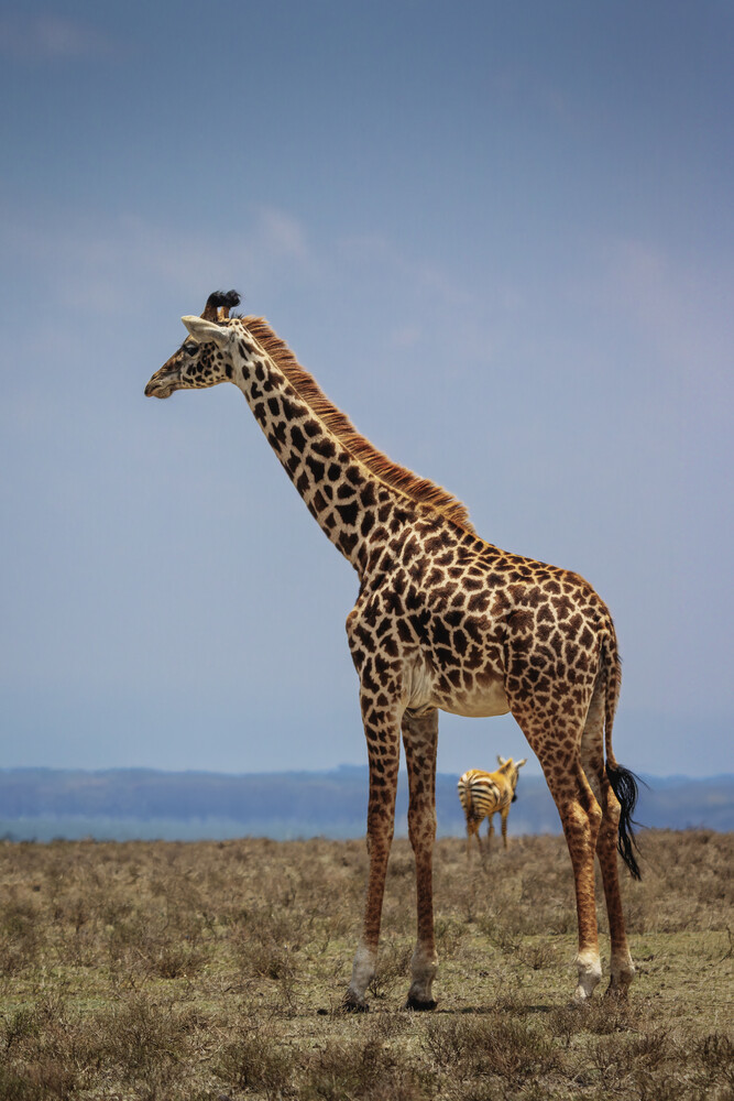 Adult giraffe standing in savanna grassland with a young giraffe calf beneath it