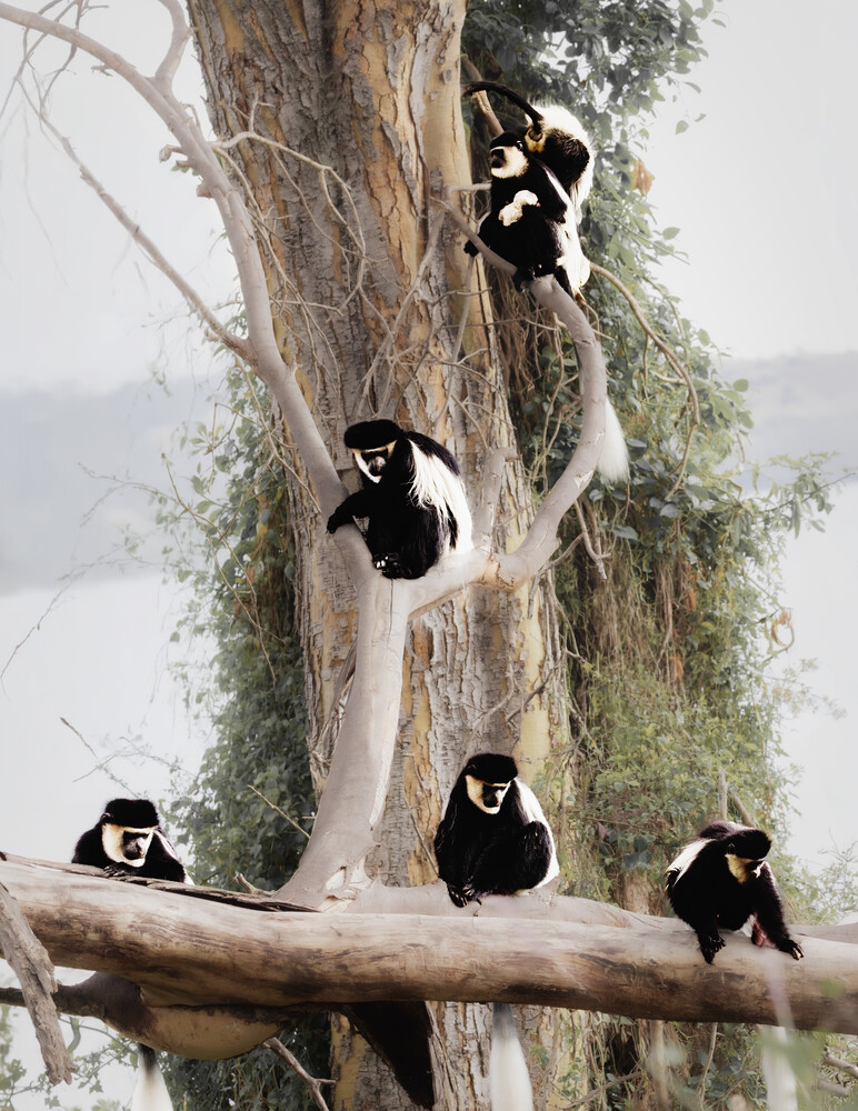 Black and white colobus monkeys climbing and resting on a large tree trunk covered with moss and vines
