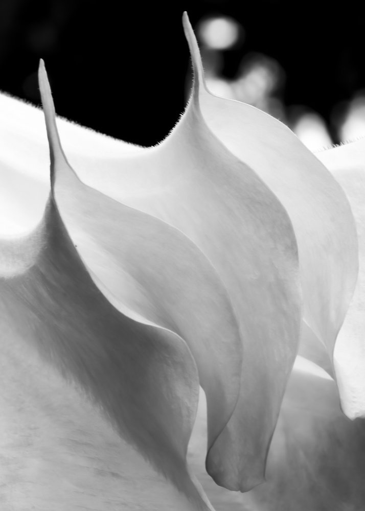 View Untitled 2 by Harold Crossman