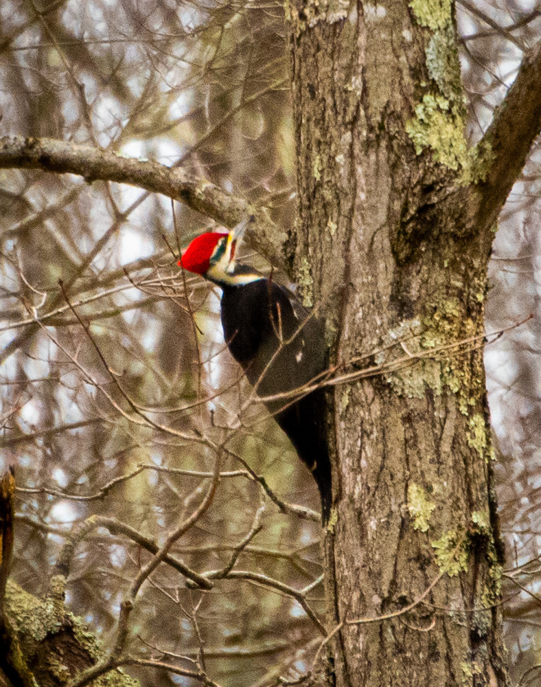 View Pileated Woodpecker by Robert Kelsey