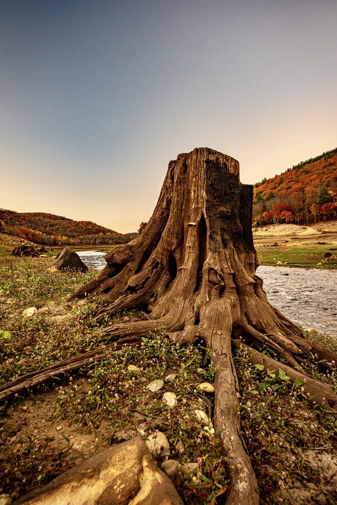 View Petrified stump by Robert Kelsey
