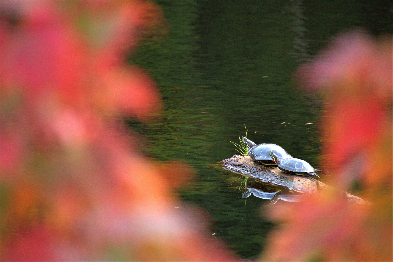 View Autumn swim by Jonathan Scott