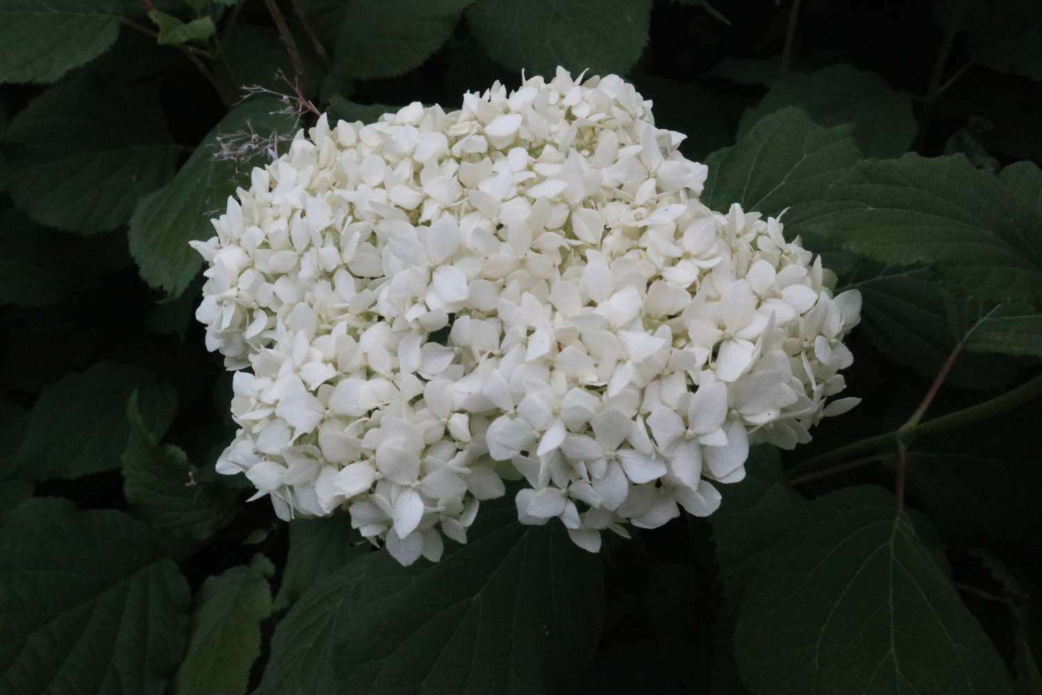 View hydrangeas at dawn by Jonathan Scott