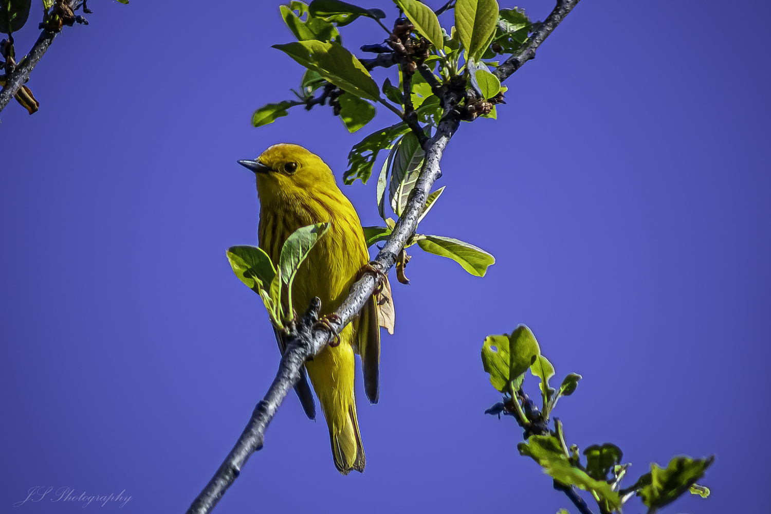 View Yellow Warbler by Jonathan Scott
