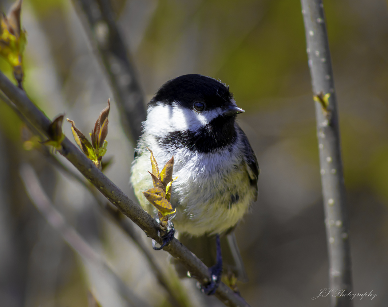 View Chickadee by Jonathan Scott