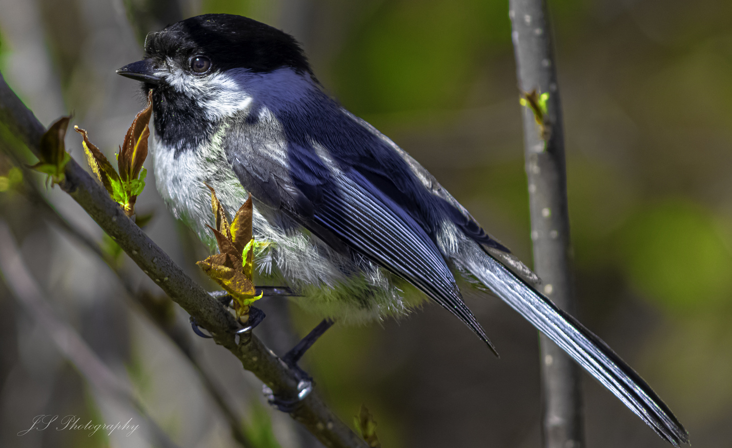 View Chickadee by Jonathan Scott