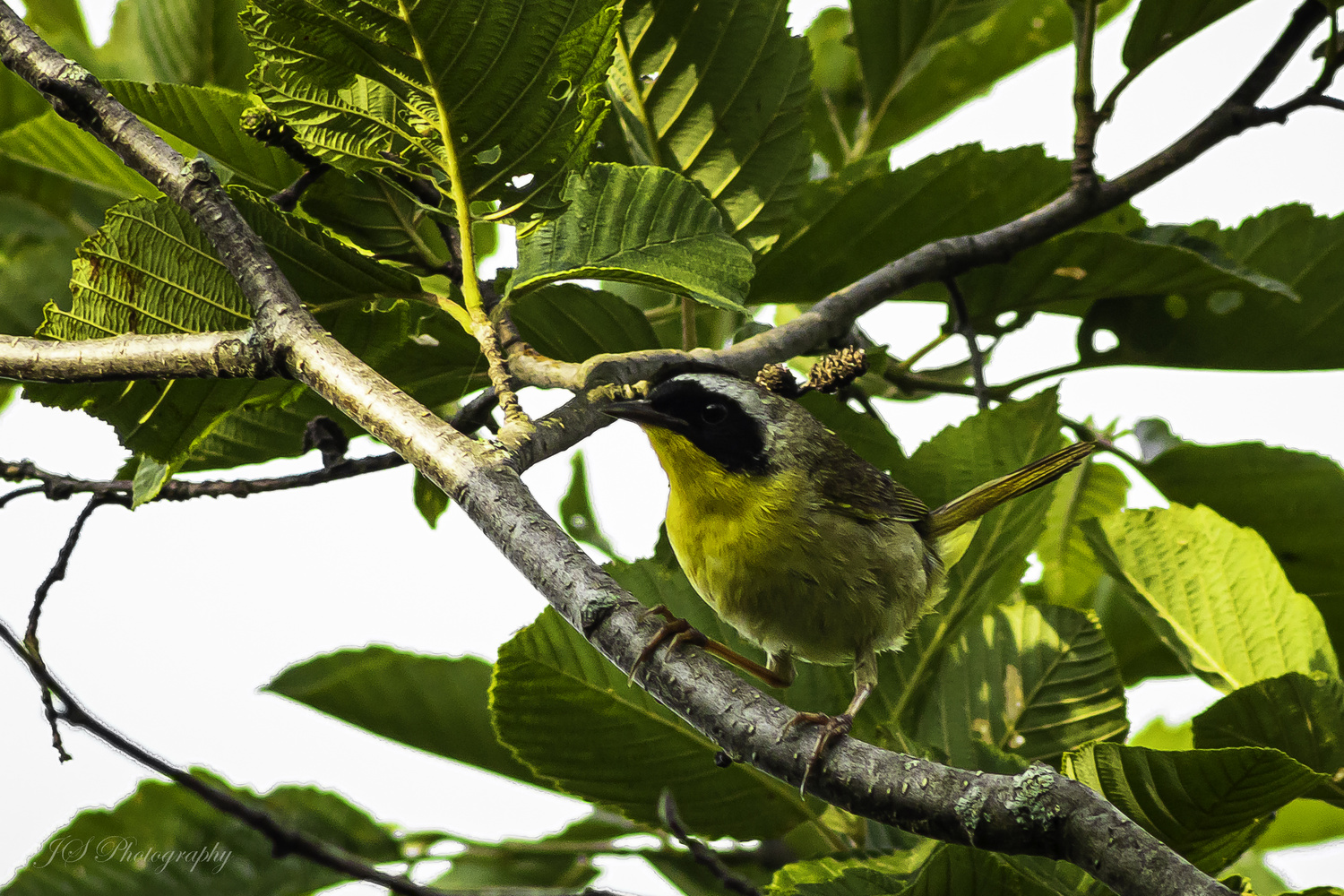 View Common Yellowthroat by Jonathan Scott