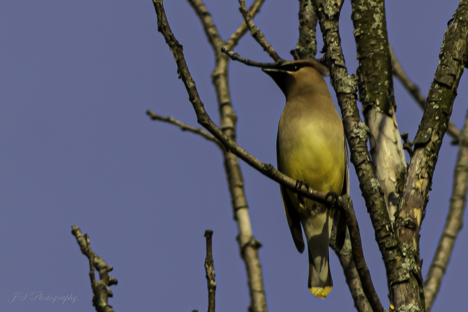 View Cedar Waxwing by Jonathan Scott
