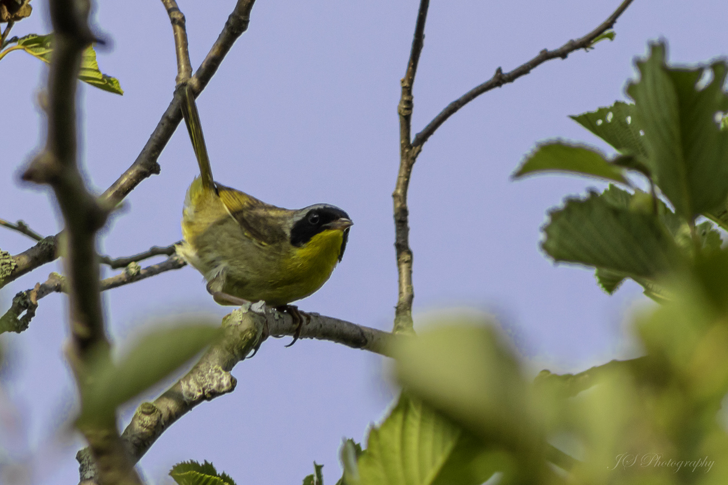 View Common Yellowthroat by Jonathan Scott