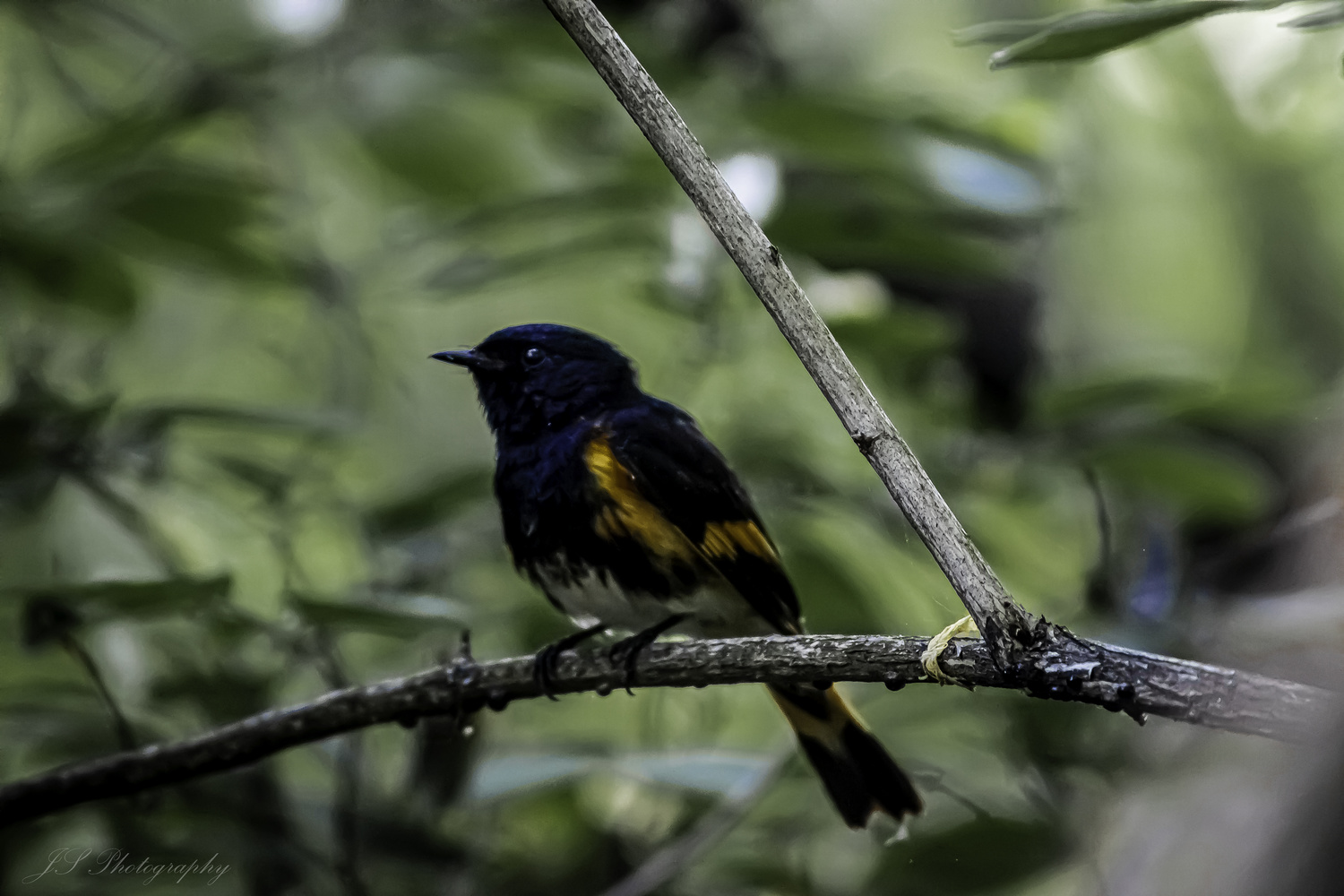 View American Redstart by Jonathan Scott