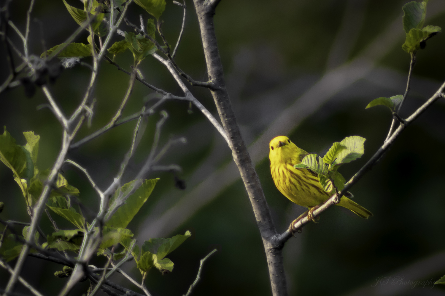 View Yellow Warbler by Jonathan Scott