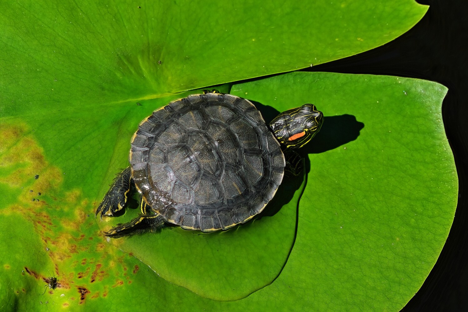 Small turtle resting on a bright green lily pad in still water