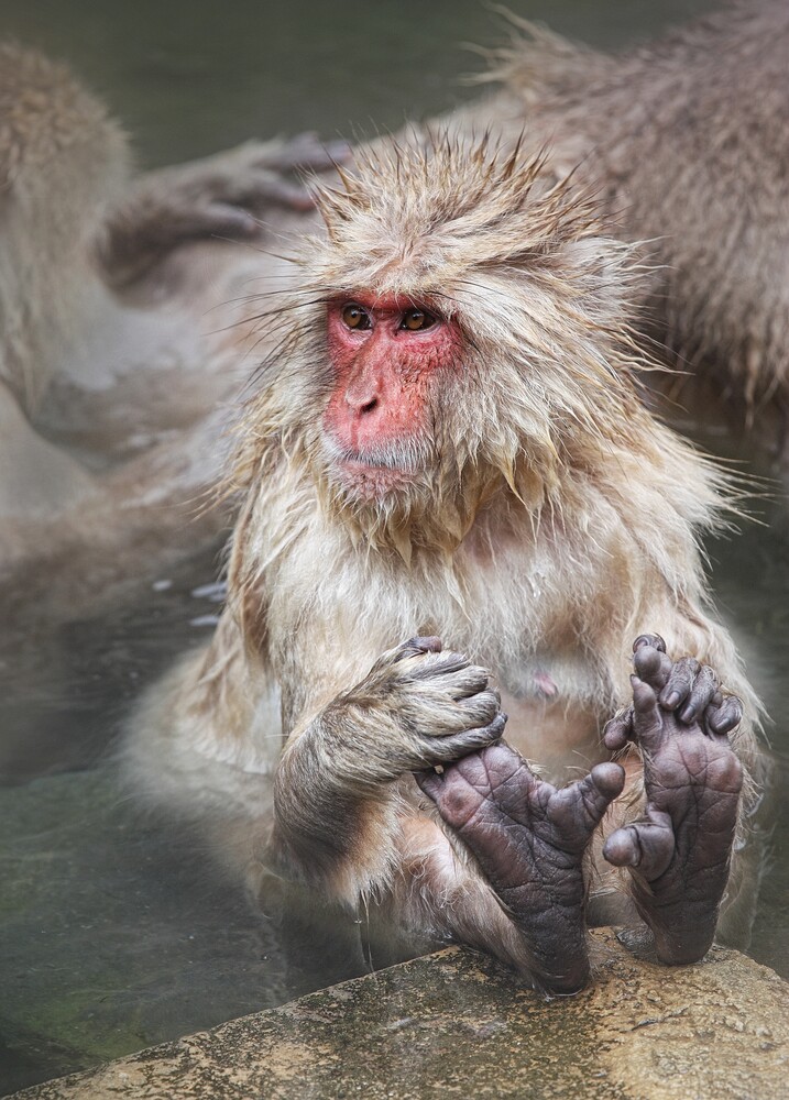 Golden monkey with pale fur and pink face gazing directly at camera