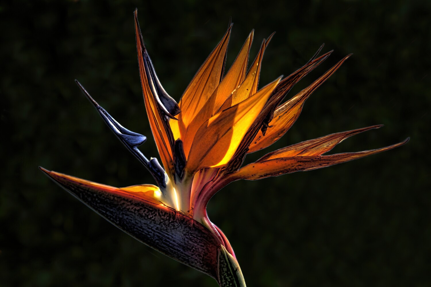 Bird of Paradise flower with vibrant orange and yellow petals against dark background