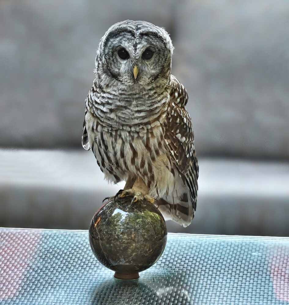Barred owl perched on a decorative spherical finial against a blurred gray background