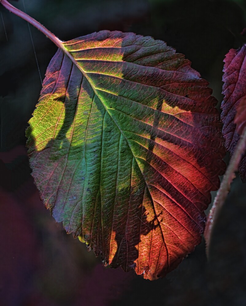 Backlit leaf glowing with green, yellow, and red tones, its veins sharply lit against a dark background