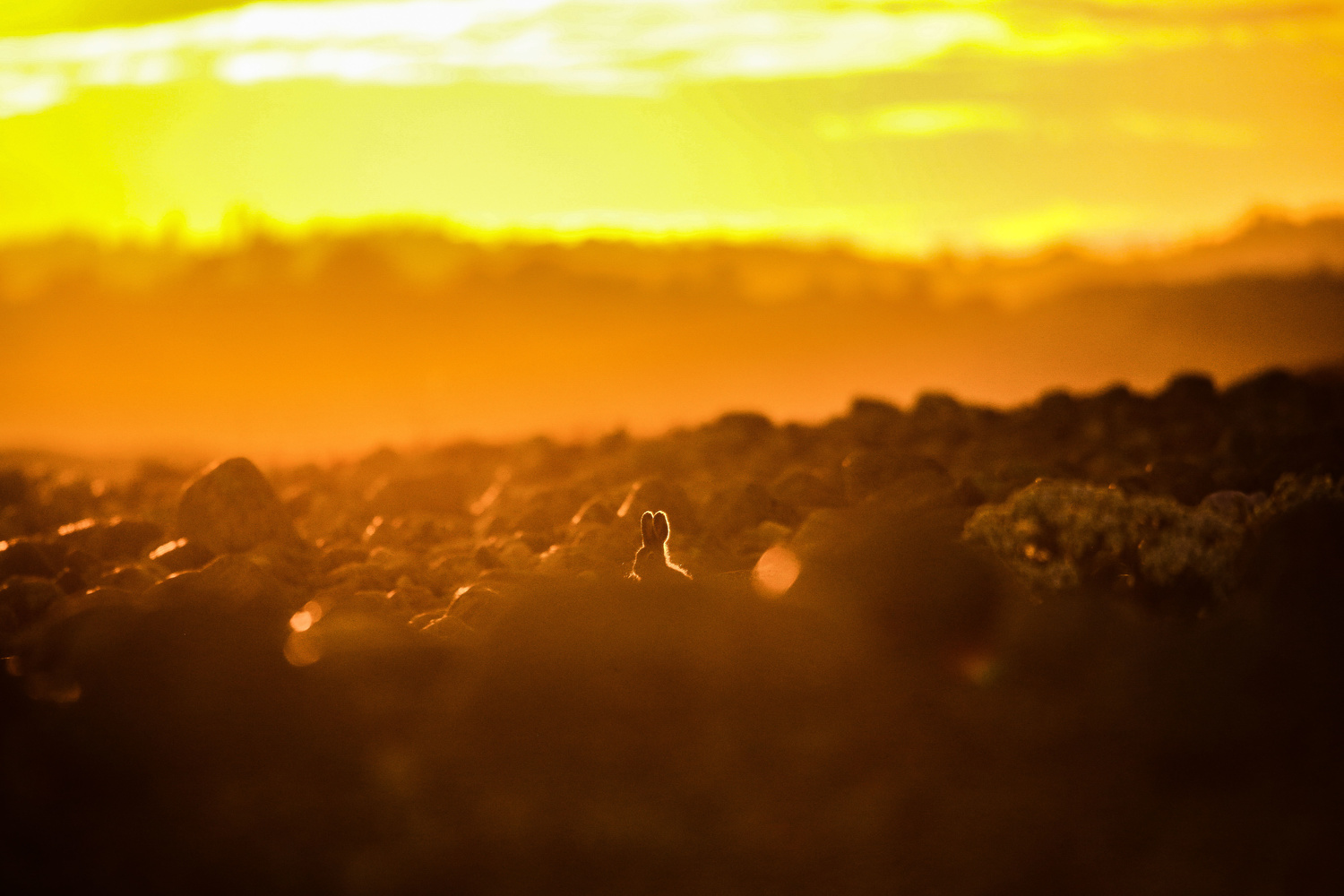 View Rabbit in the sunset by Andrea Bålsrød