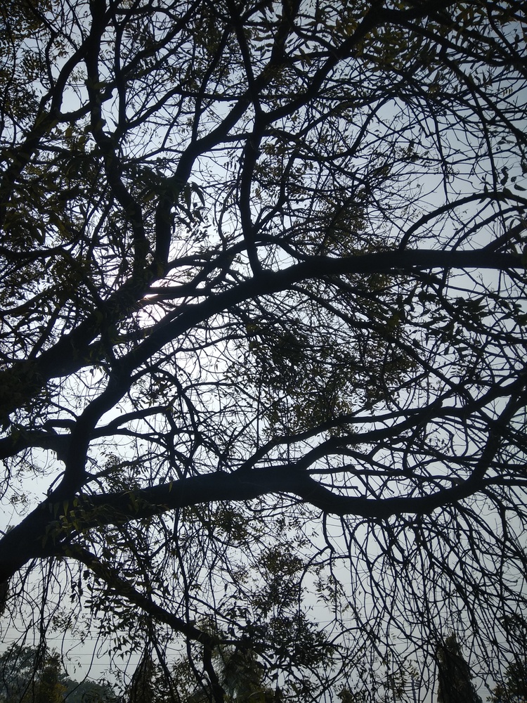 View Under a tree by Saloni Goel