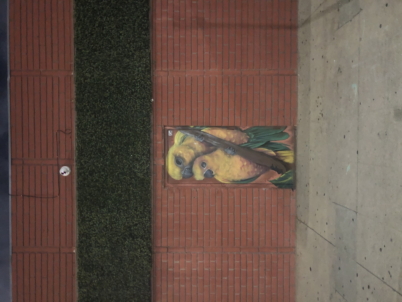 View Bird on the wall by Gus Paez