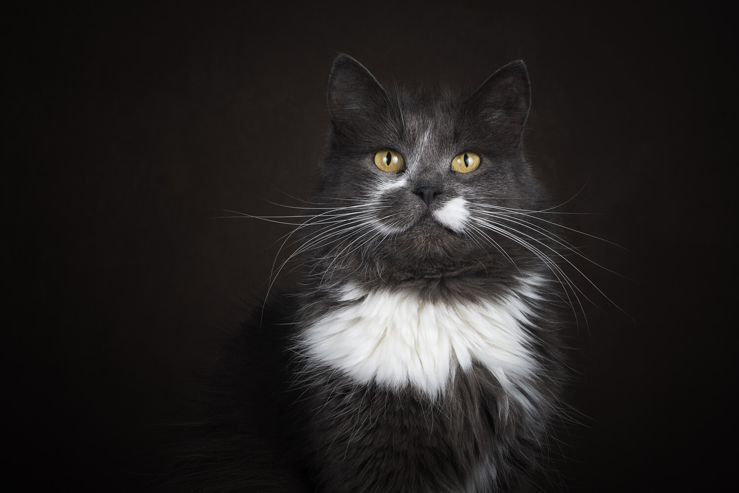 Black and white cat with golden eyes staring directly at camera against dark background