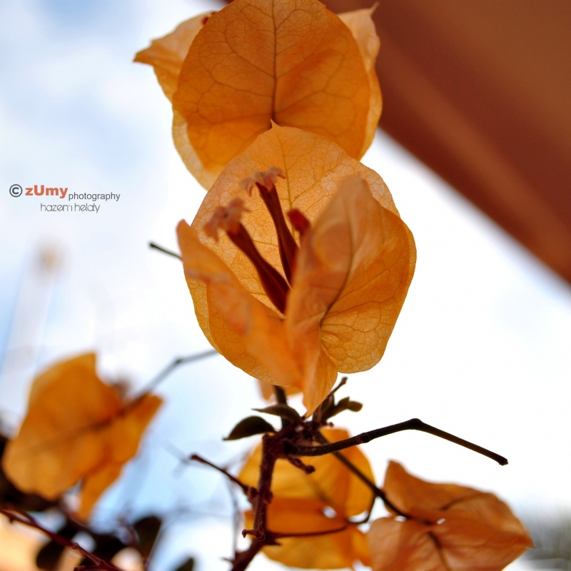 View Untitled 4 by hazem helaly