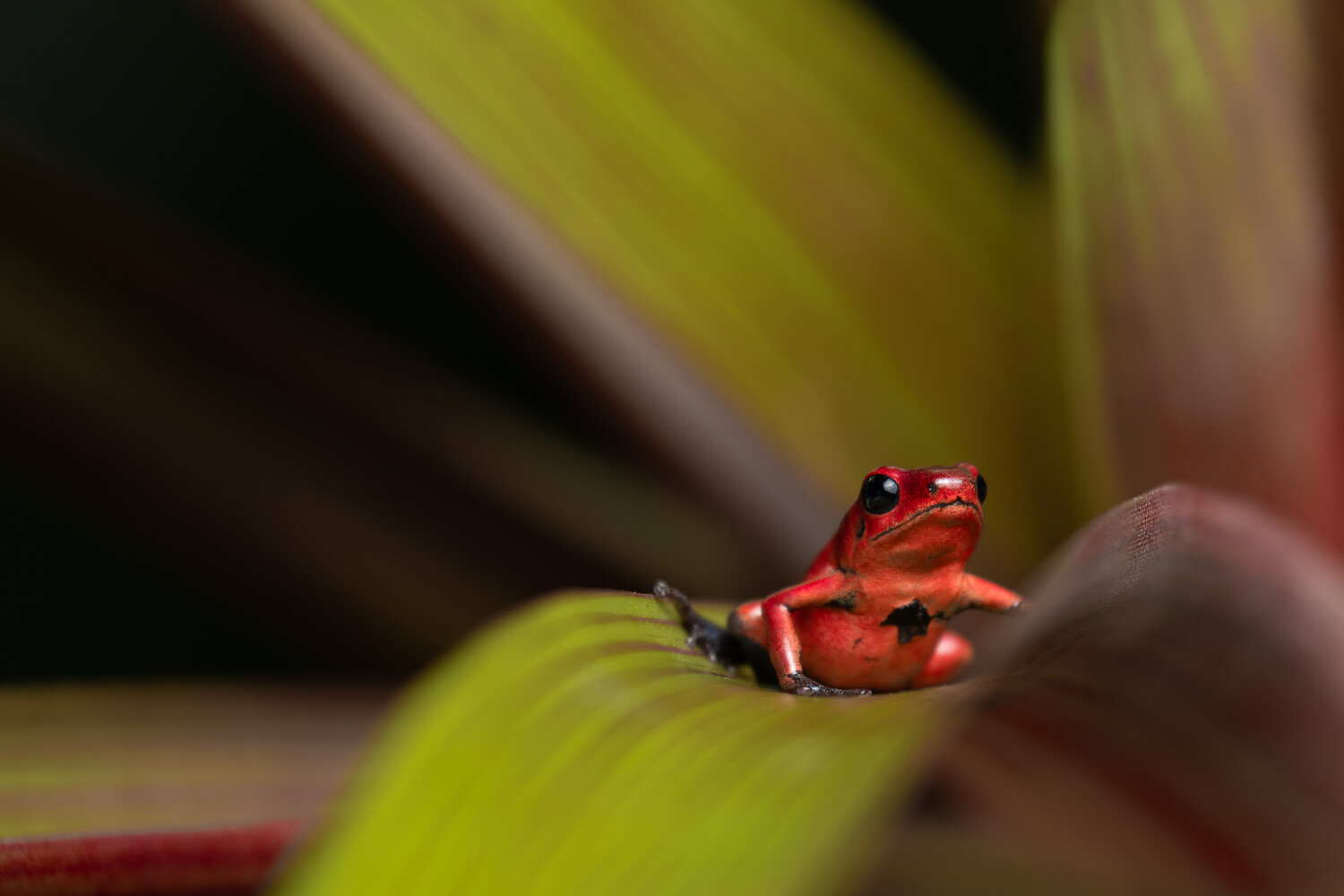 View Dart Frog 2 by Martin Weiss