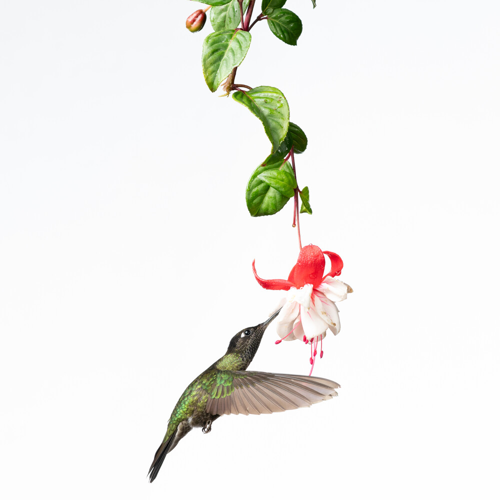 View Hummingbird 2 by Martin Weiss