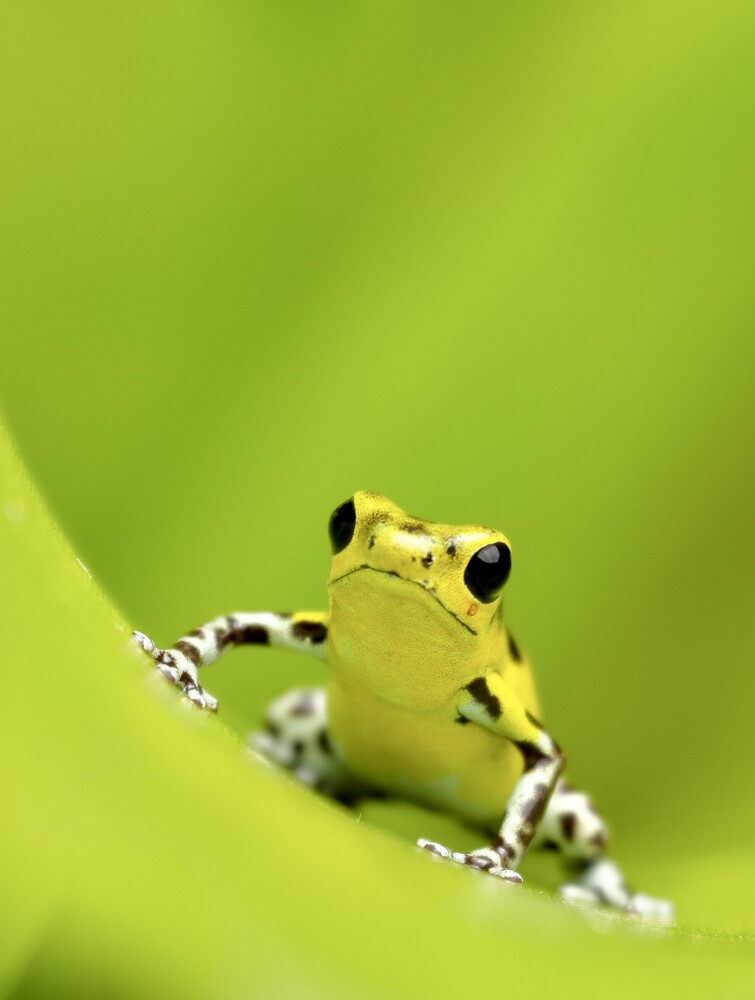 View Dart Frog by Martin Weiss
