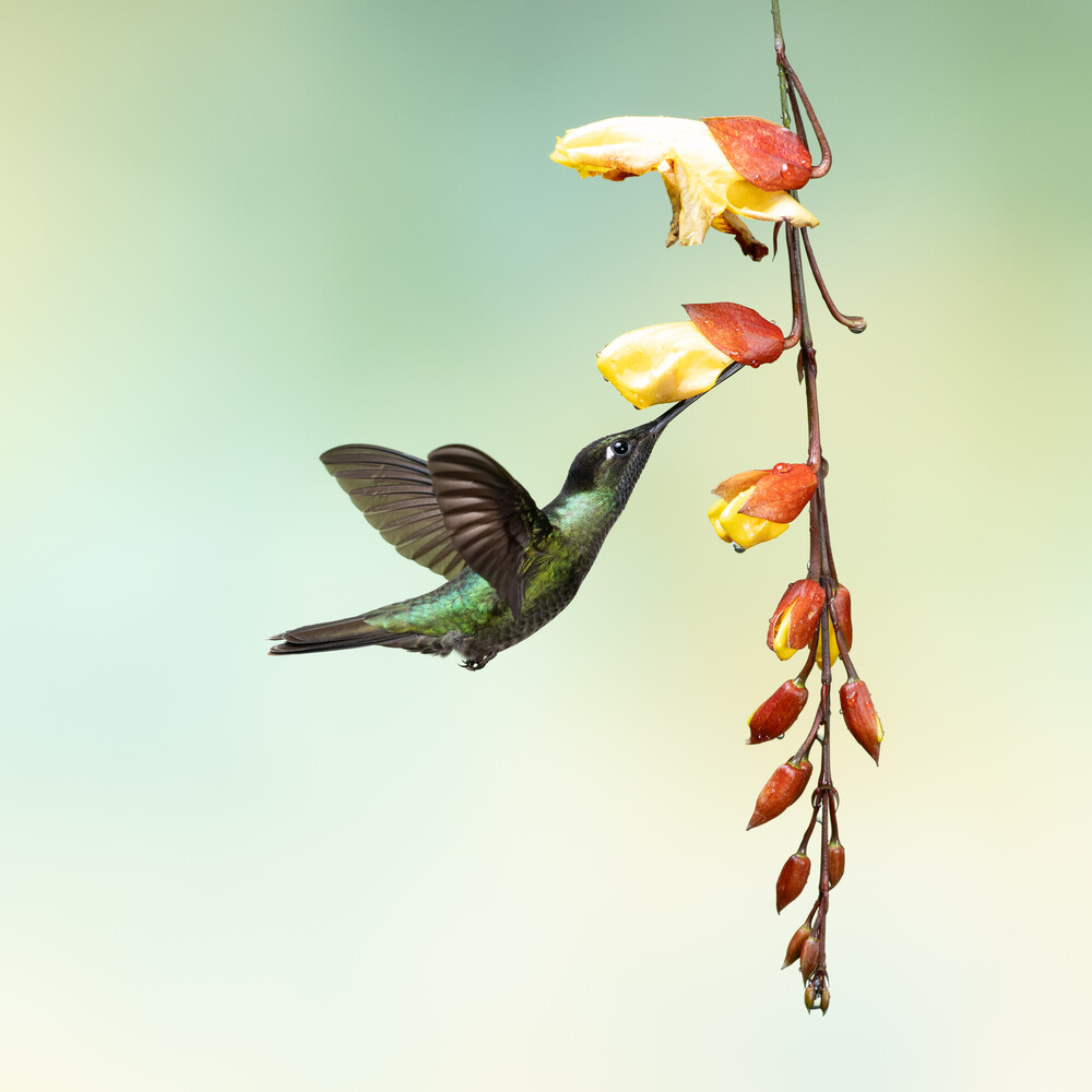 View Hummingbird 1 by Martin Weiss