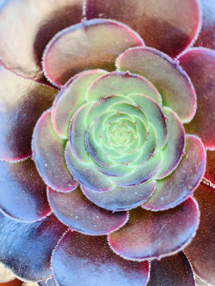 View Succulent by Tiffany Gradin