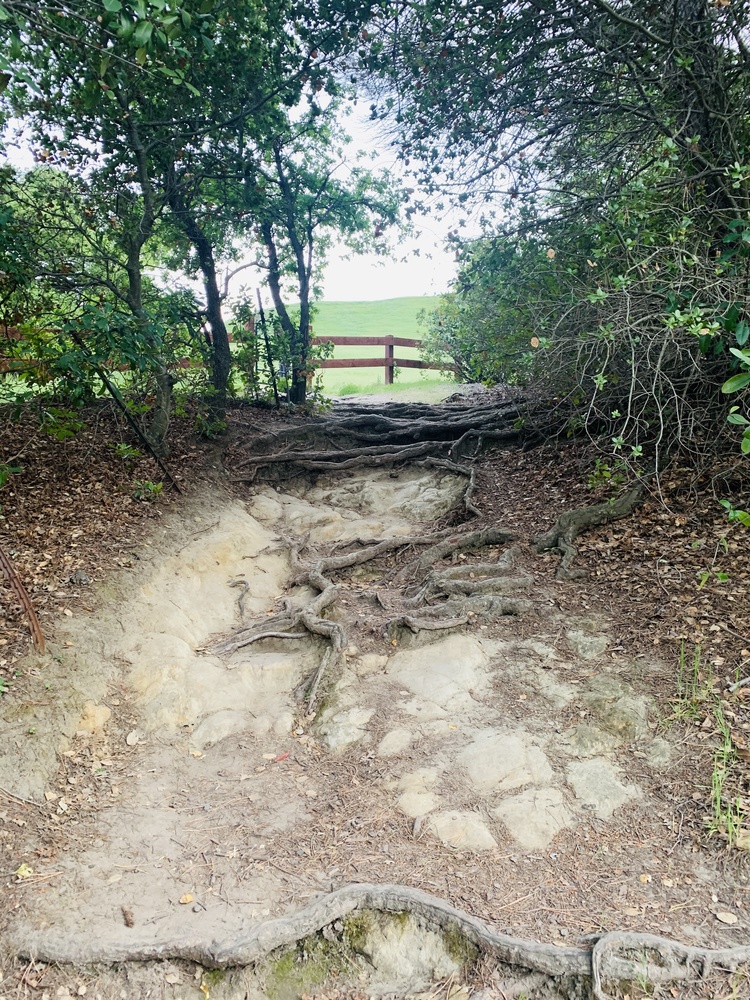 View The Path by Tiffany Gradin
