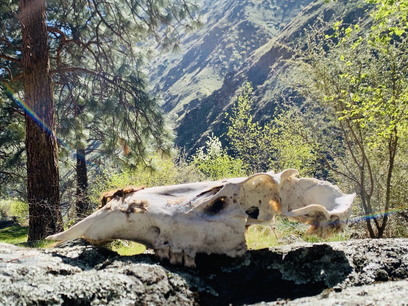 View Idaho skull 2 by Tiffany Gradin
