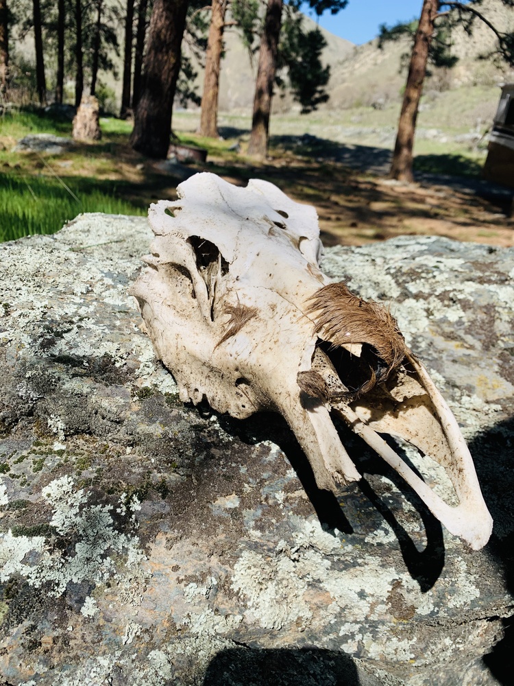 View Untidaho skull3 by Tiffany Gradin