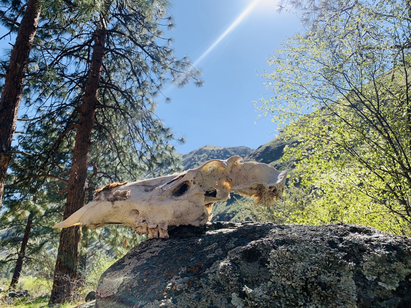 View Idaho skull by Tiffany Gradin