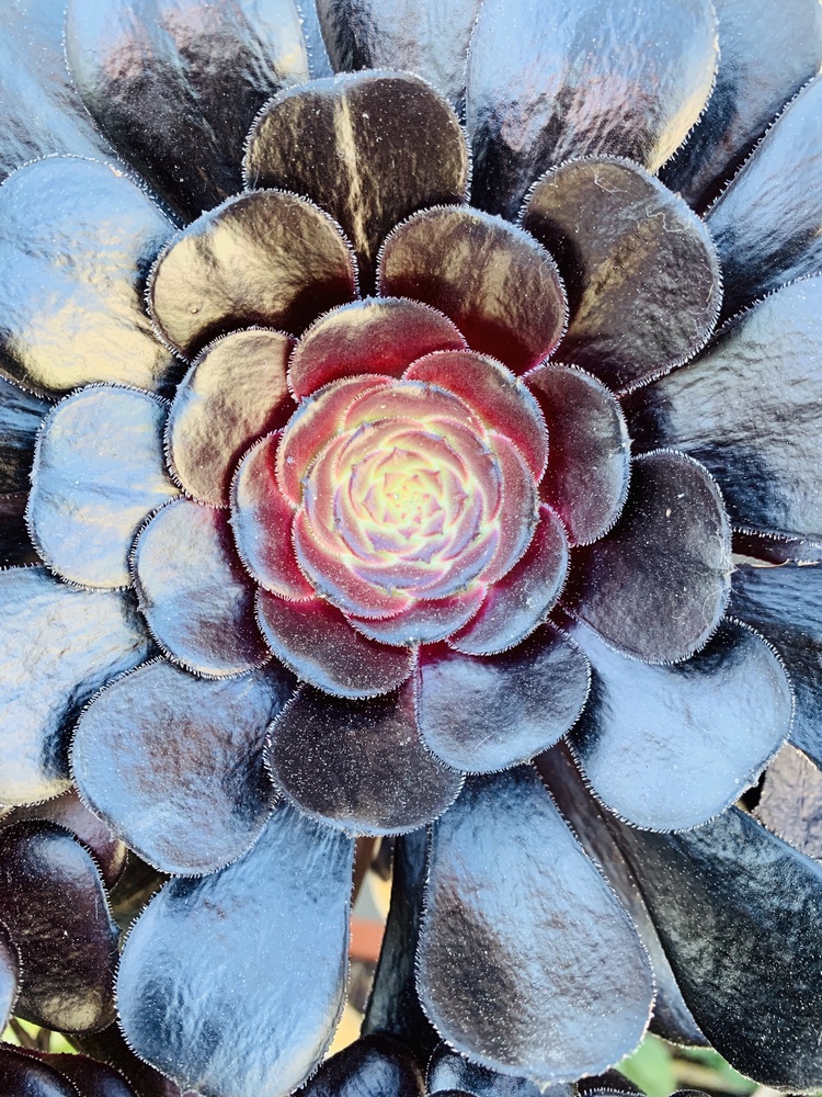View Succulent 2 by Tiffany Gradin