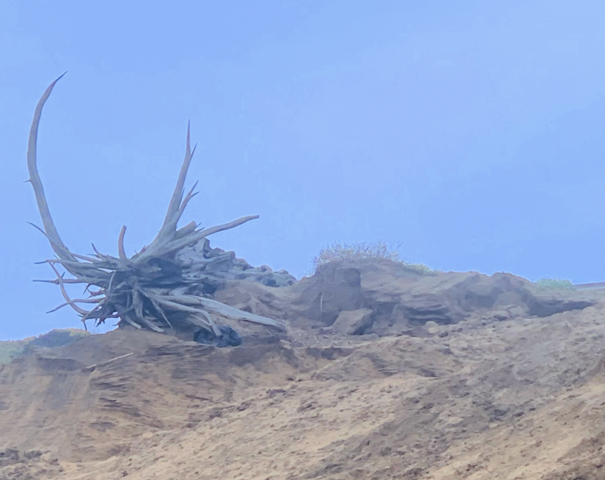 View Driftwood horns by Tiffany Gradin
