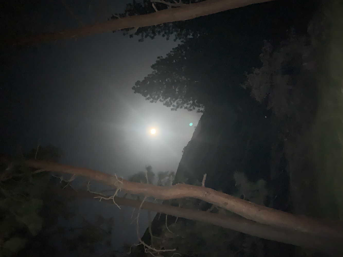 View Harvest moon by Tiffany Gradin
