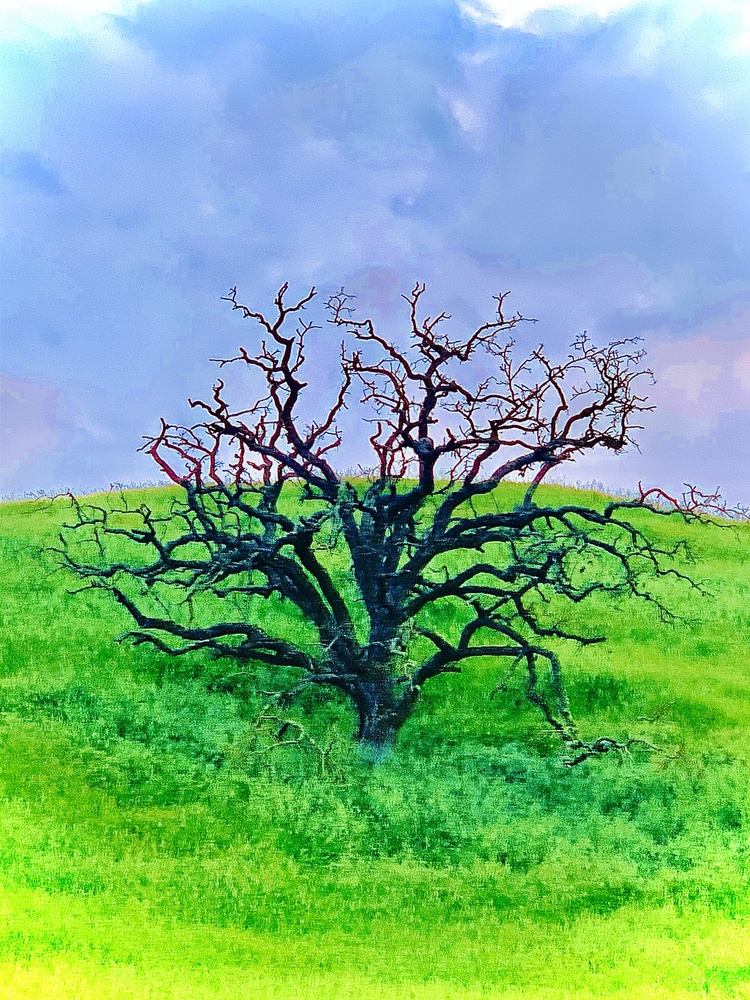 View Skeletal tree by Tiffany Gradin
