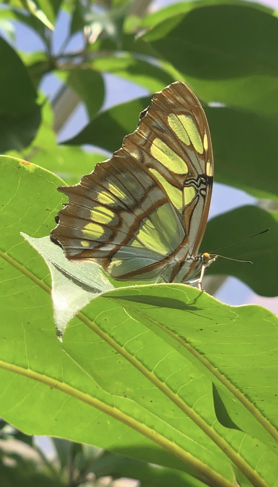 View Flutterby by Tiffany Gradin