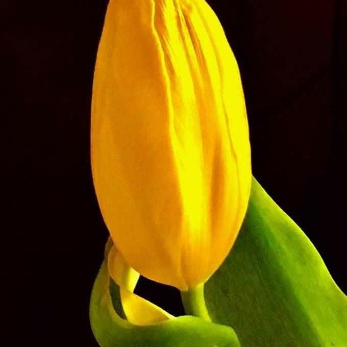 View Untitled 5 by PATRICIA COTTRELL
