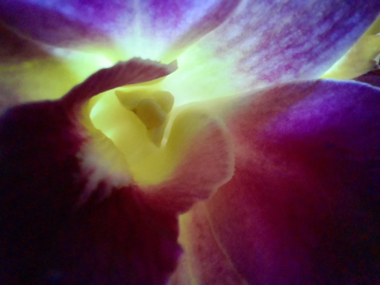 View Untitled 18 by PATRICIA COTTRELL