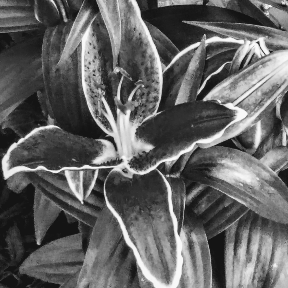 View Untitled 3 by PATRICIA COTTRELL