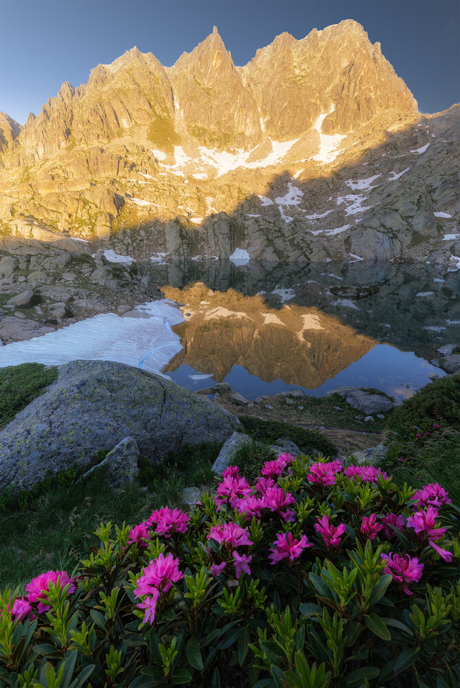 Alpine peaks reflected in still mountain lake with magenta wildflowers in foreground