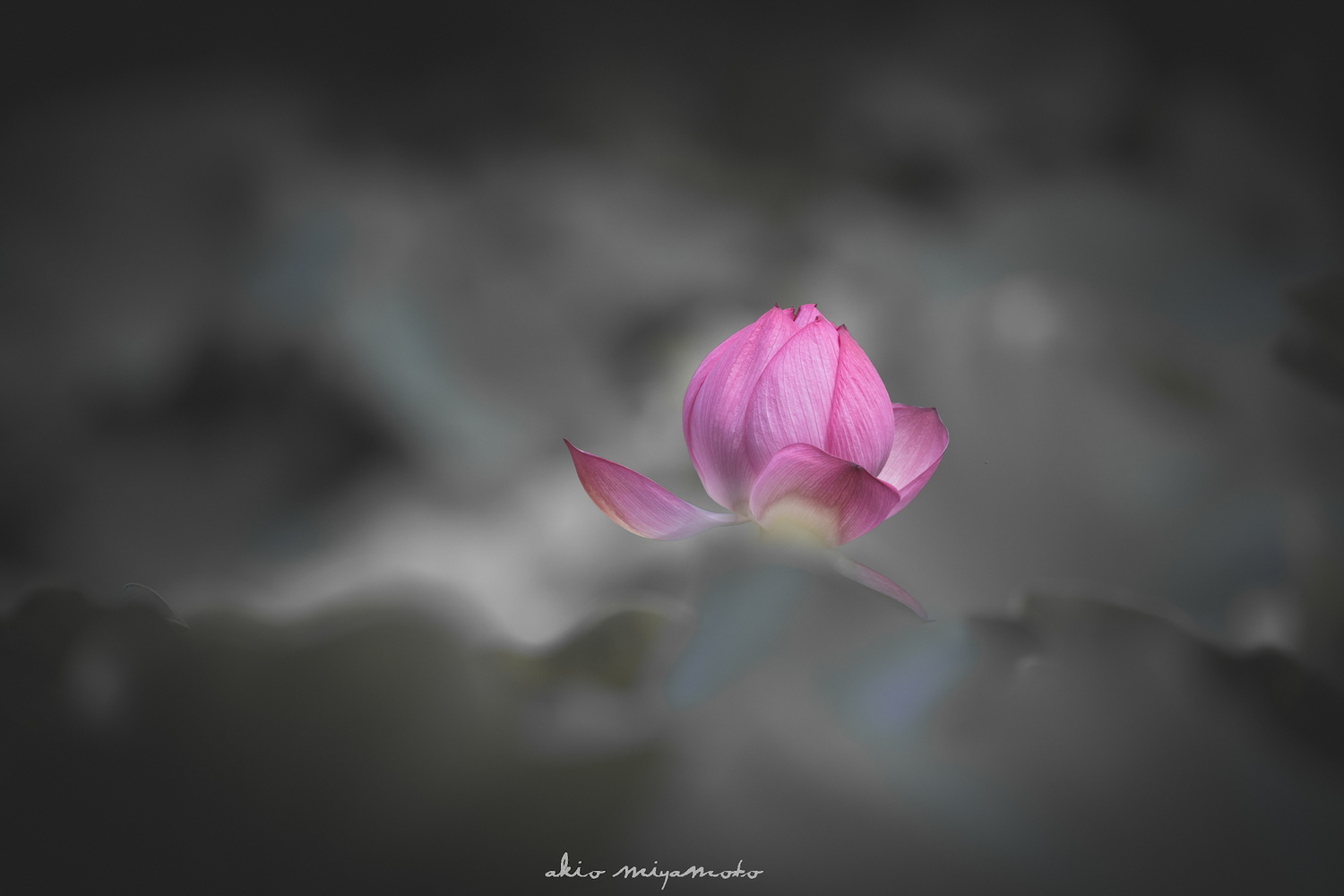 drifting flower akio miyamoto on Fstoppers