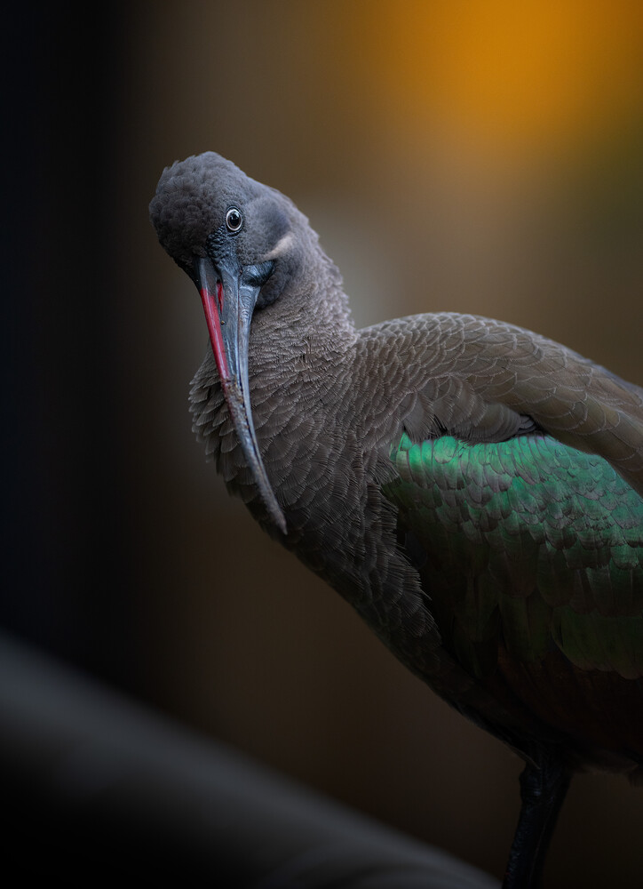 Gray bird with iridescent green wing, pink beak, and blue head in profile against blurred background