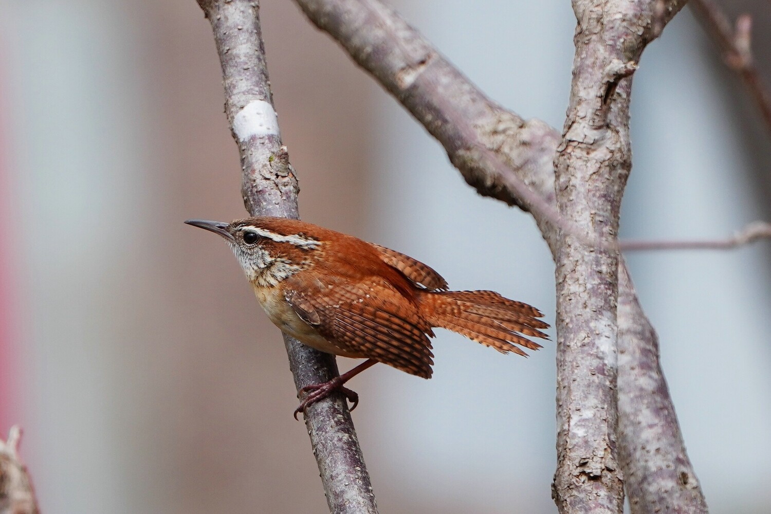 Brown wren perched on a lichen-covered branch against a soft blurred background
