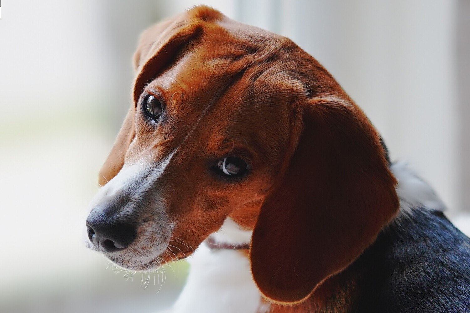 Brown and white hound dog tilting head with attentive expression