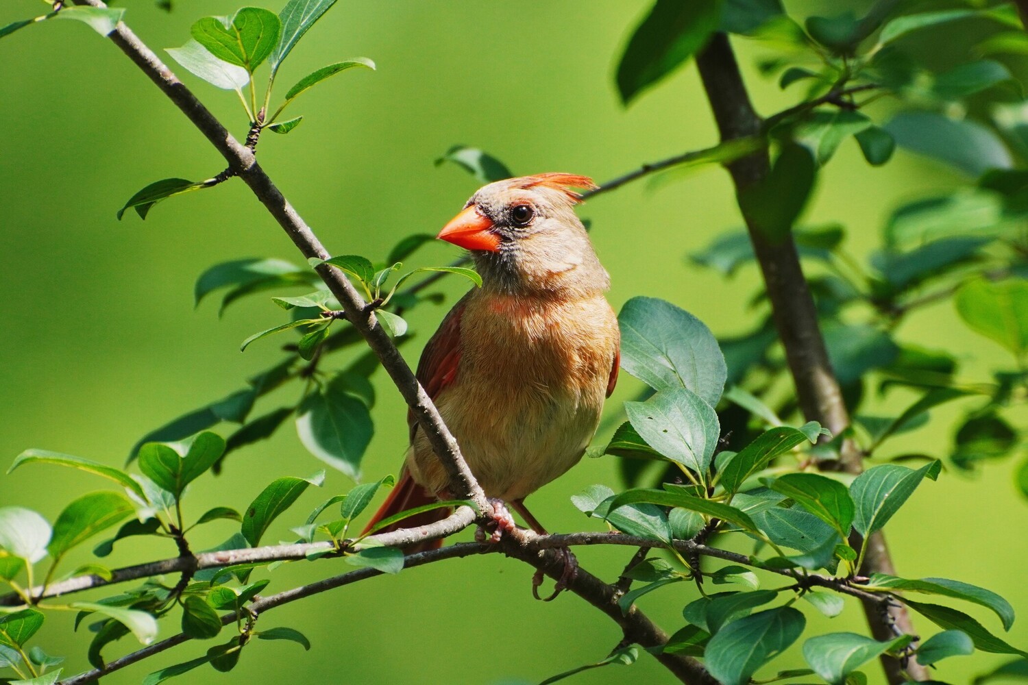 Female Northern Cardinal perched on a leafy branch against a soft green background