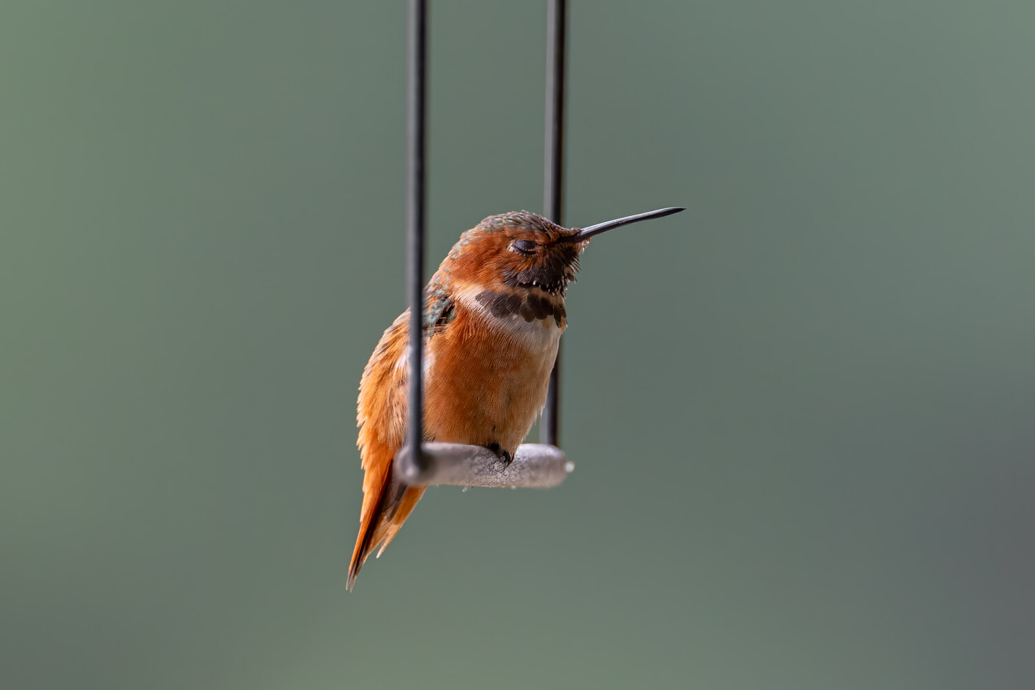 Rufous hummingbird perched on a thin wire against soft green background